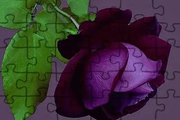 rosas jigsaw puzzle