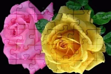 rosas jigsaw puzzle
