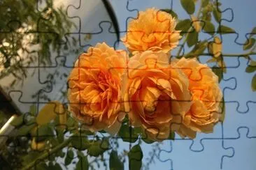 rosas jigsaw puzzle