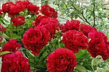 rosas jigsaw puzzle