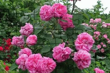 פאזל של rosas