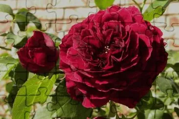 rosas