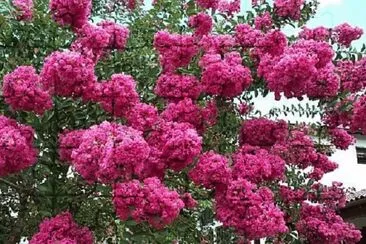 rosas
