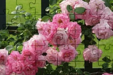 rosas