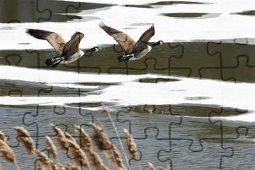 NEVE jigsaw puzzle