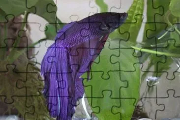 Purple Fish jigsaw puzzle