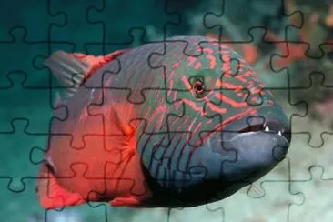 Funny Fish jigsaw puzzle
