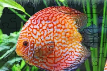 Discus jigsaw puzzle