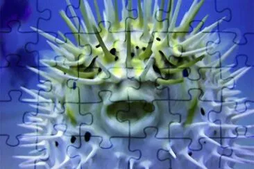Puffer Fish jigsaw puzzle