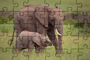 Ele jigsaw puzzle