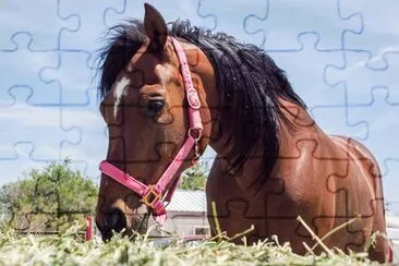 Horse jigsaw puzzle