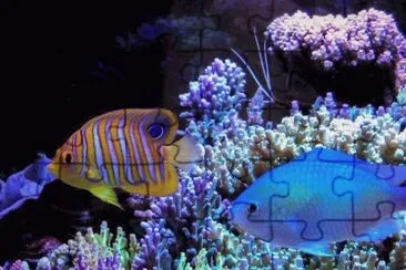 mar jigsaw puzzle