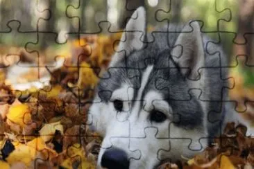 nov8 jigsaw puzzle