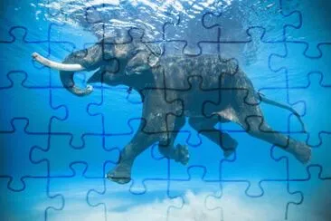 פאזל של Swimming Elephant