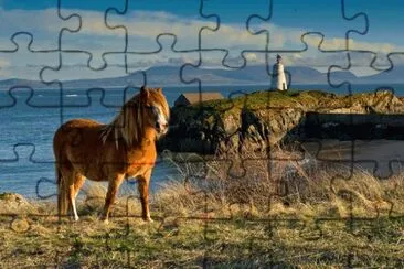 פאזל של Horse
