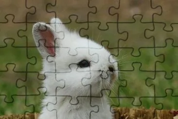 Cute Bunny jigsaw puzzle