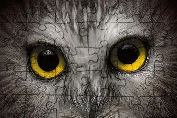 Owl jigsaw puzzle