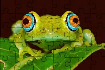Frog jigsaw puzzle