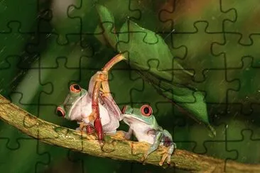 Frogs jigsaw puzzle