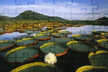 Lilypads