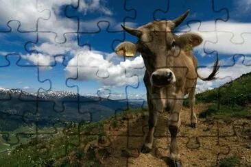 Curious Cow jigsaw puzzle