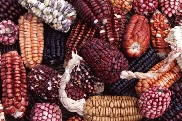 Peruvian Corn jigsaw puzzle
