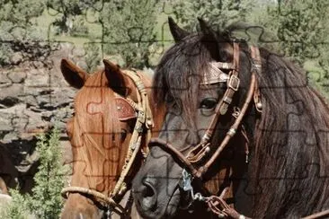 פאזל של Peruvian Paso Stallion