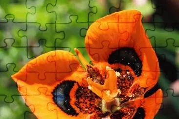 flor jigsaw puzzle