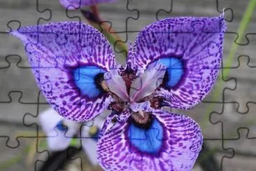 flor jigsaw puzzle