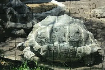 tortugas