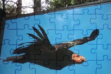 aves