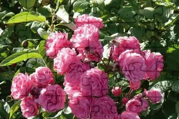 rosas