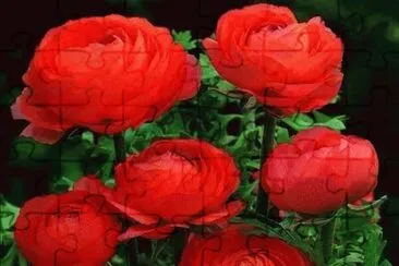 flores