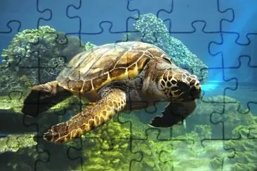 tortuga jigsaw puzzle