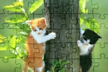 gatos jigsaw puzzle