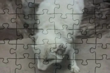 animales jigsaw puzzle