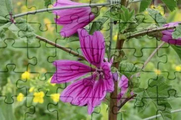 fleurs