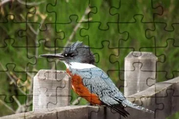martÃ­n pescador jigsaw puzzle