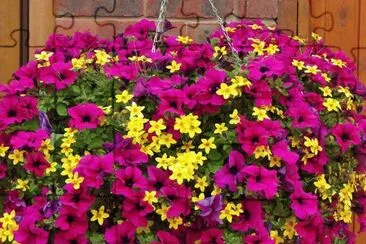 flores jigsaw puzzle