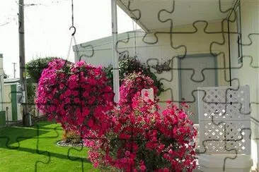 flores