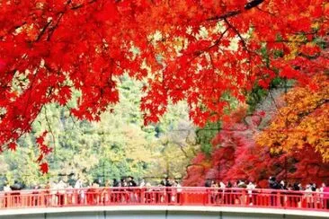 as  belesas  do  japÃ£o jigsaw puzzle