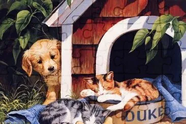 gatinhos