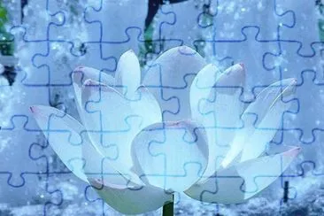 rosas jigsaw puzzle