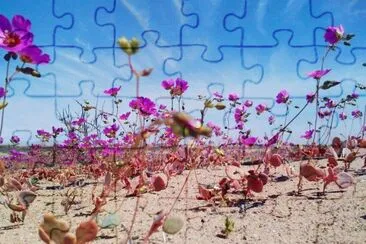 as  maravilias  do  chile jigsaw puzzle