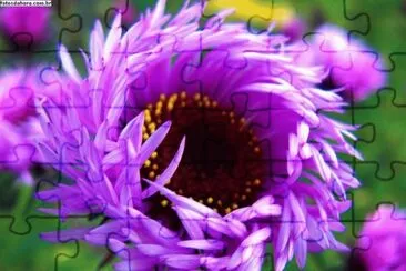 flores