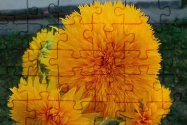 flores
