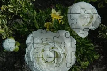 פאזל של flores