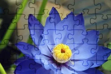 flores jigsaw puzzle