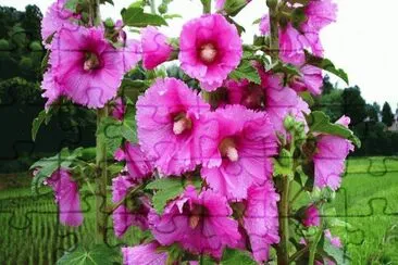 flores jigsaw puzzle