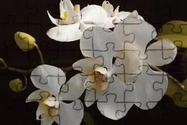 flores jigsaw puzzle